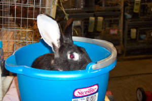 bunnyinthebucket.jpg